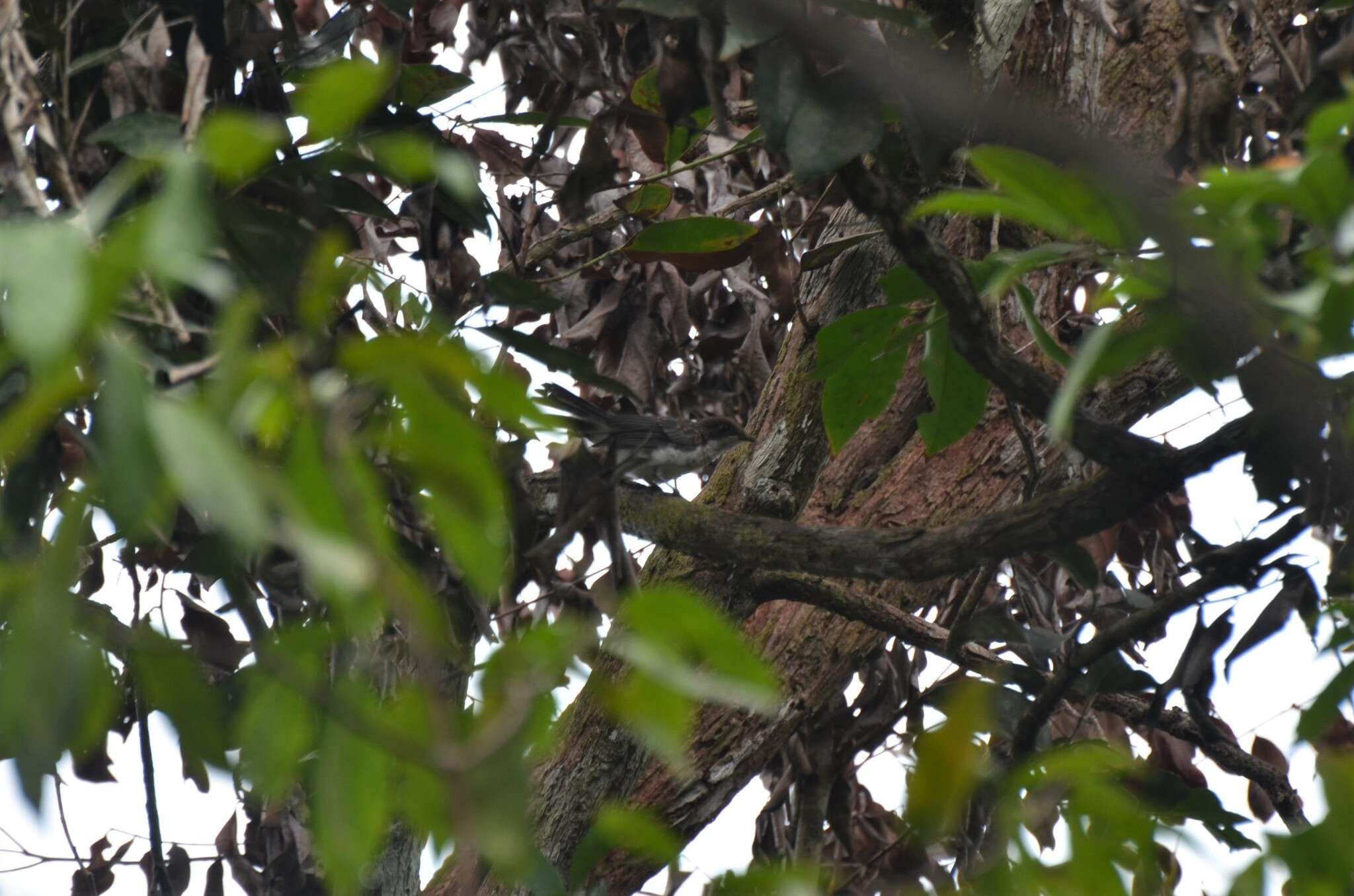 Image of African Forest Flycatcher