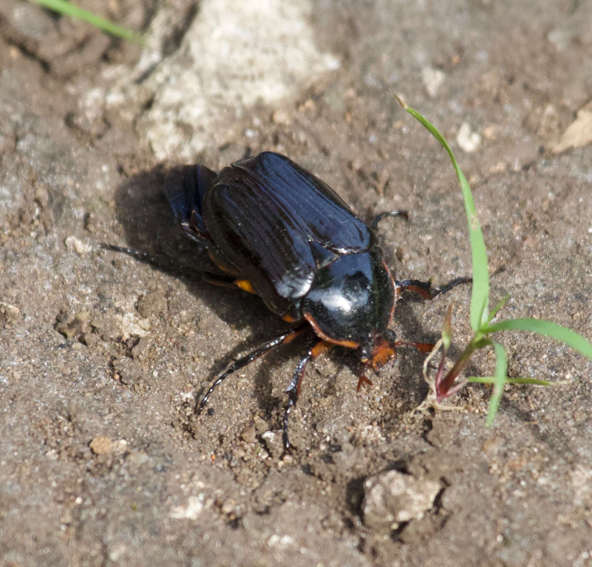 Image de Diplognatha (Apocnosis) striata Janson 1877