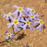 Image of Manulea silenoides E. Mey. ex Benth.