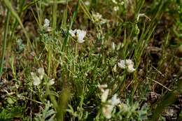 Image of Astragalus tener var. tener