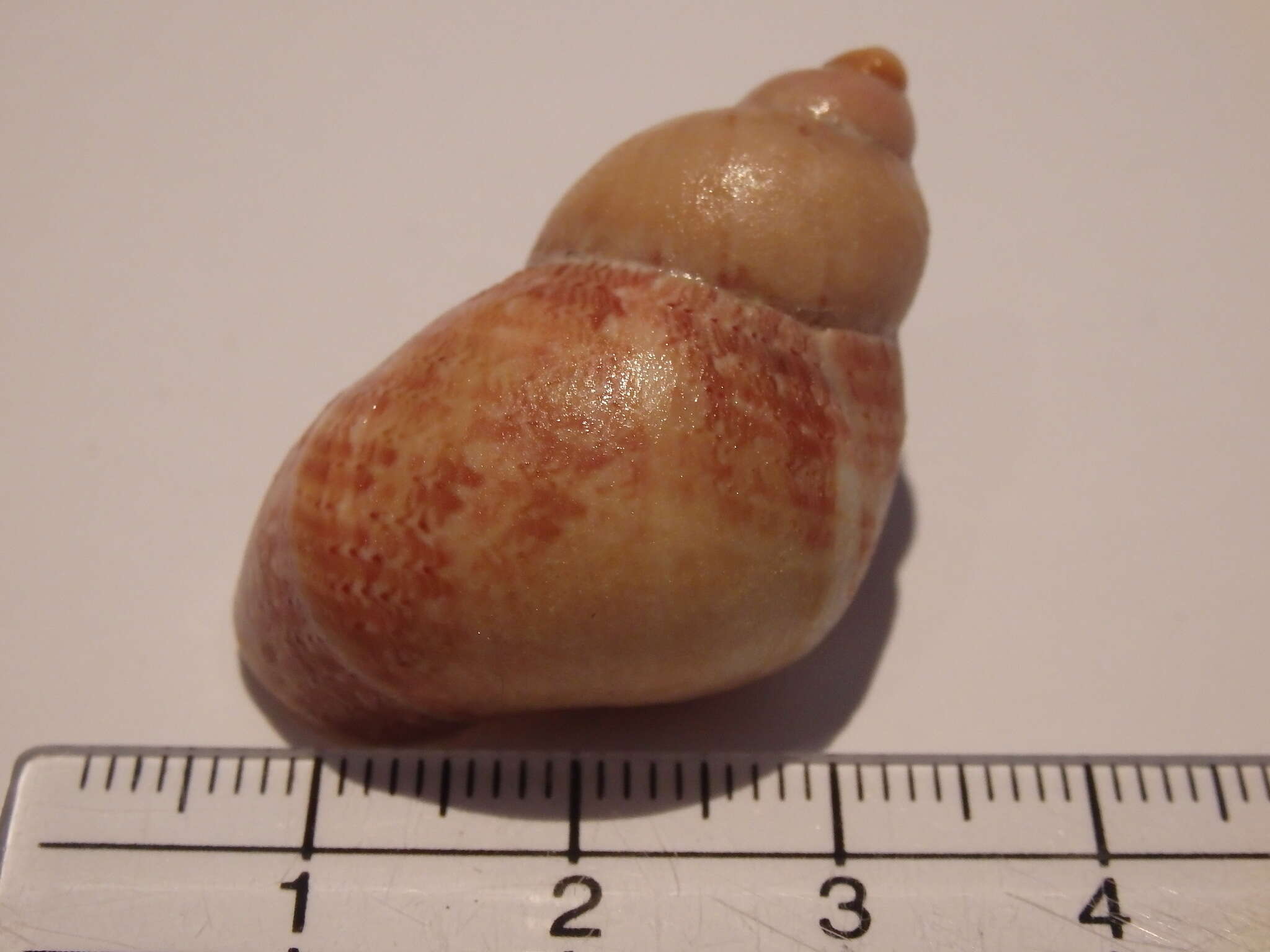 Plancia ëd Phasianella ventricosa Swainson 1822