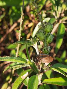 Image of Bonpland's croton