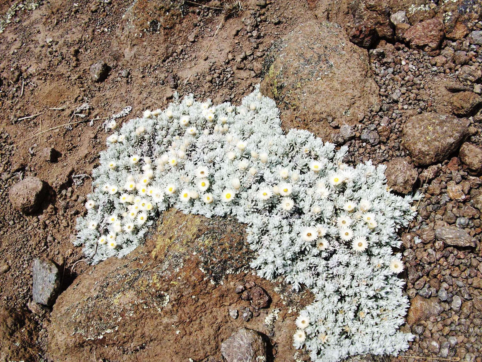 Image of Helichrysum newii Oliv. & Hiern