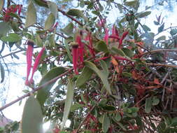 Image of Tapinanthus oleifolius (Wendl.) Danser