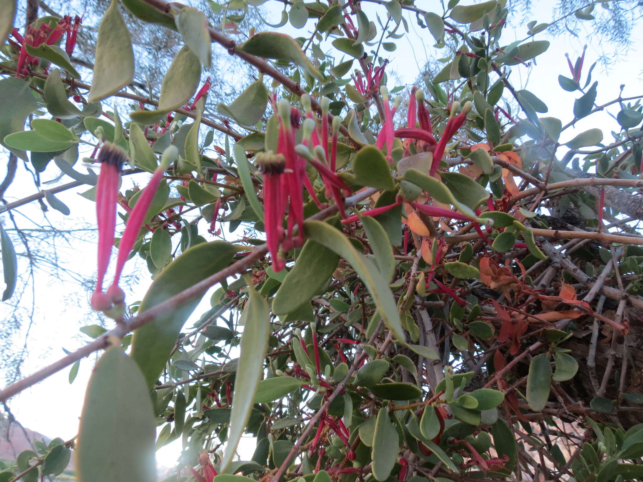 Image of Tapinanthus oleifolius (Wendl.) Danser