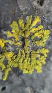 Image of Mexican candelina lichen