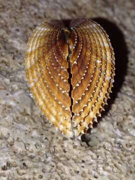 Image of poorly ribbed cockle