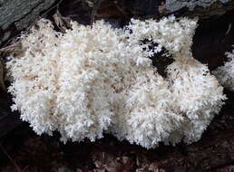 Hericium coralloides (Scop.) Pers. 1794 resmi