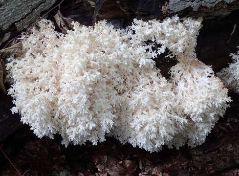 Hericium coralloides (Scop.) Pers. 1794 resmi