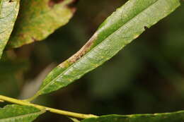 صورة Phyllonorycter salictella (Zeller 1846)