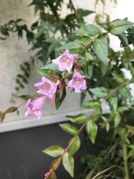 Image of Abelia macrotera var. parvifolia