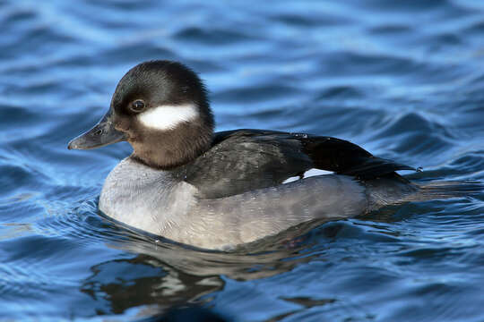 Image of Bucephala Baird & SF 1858