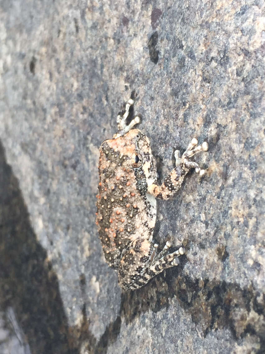 Image of California Chorus Frog