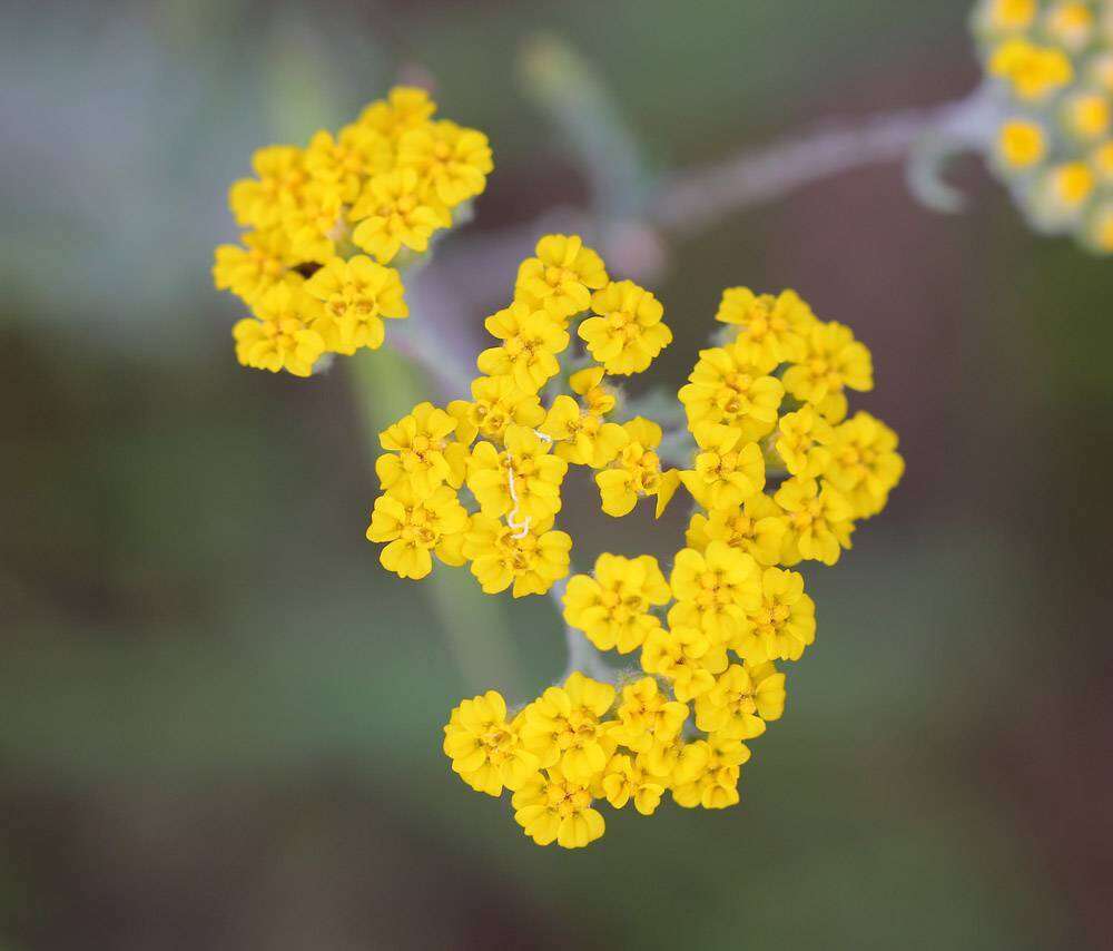 Image of Achillea leptophylla Bieb.