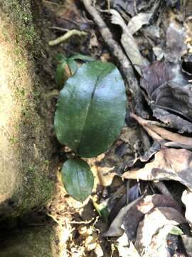 Image of Lily-leaf Orchid