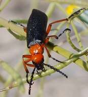 Image of Master Blister Beetle