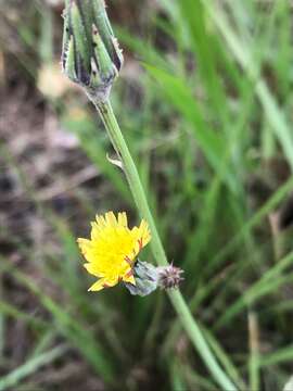 Image of Sonchus dregeanus DC.