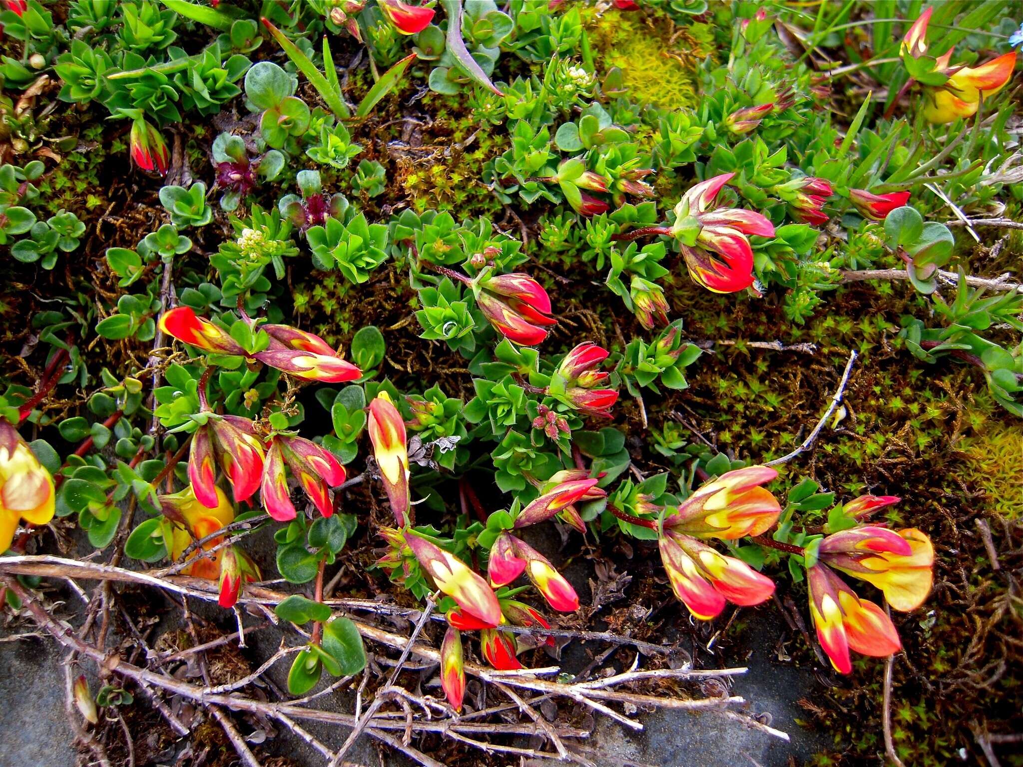 Слика од Lotus alpinus (DC.) Ramond