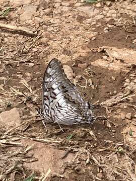 Imagem de Charaxes achaemenes Felder & Felder 1866