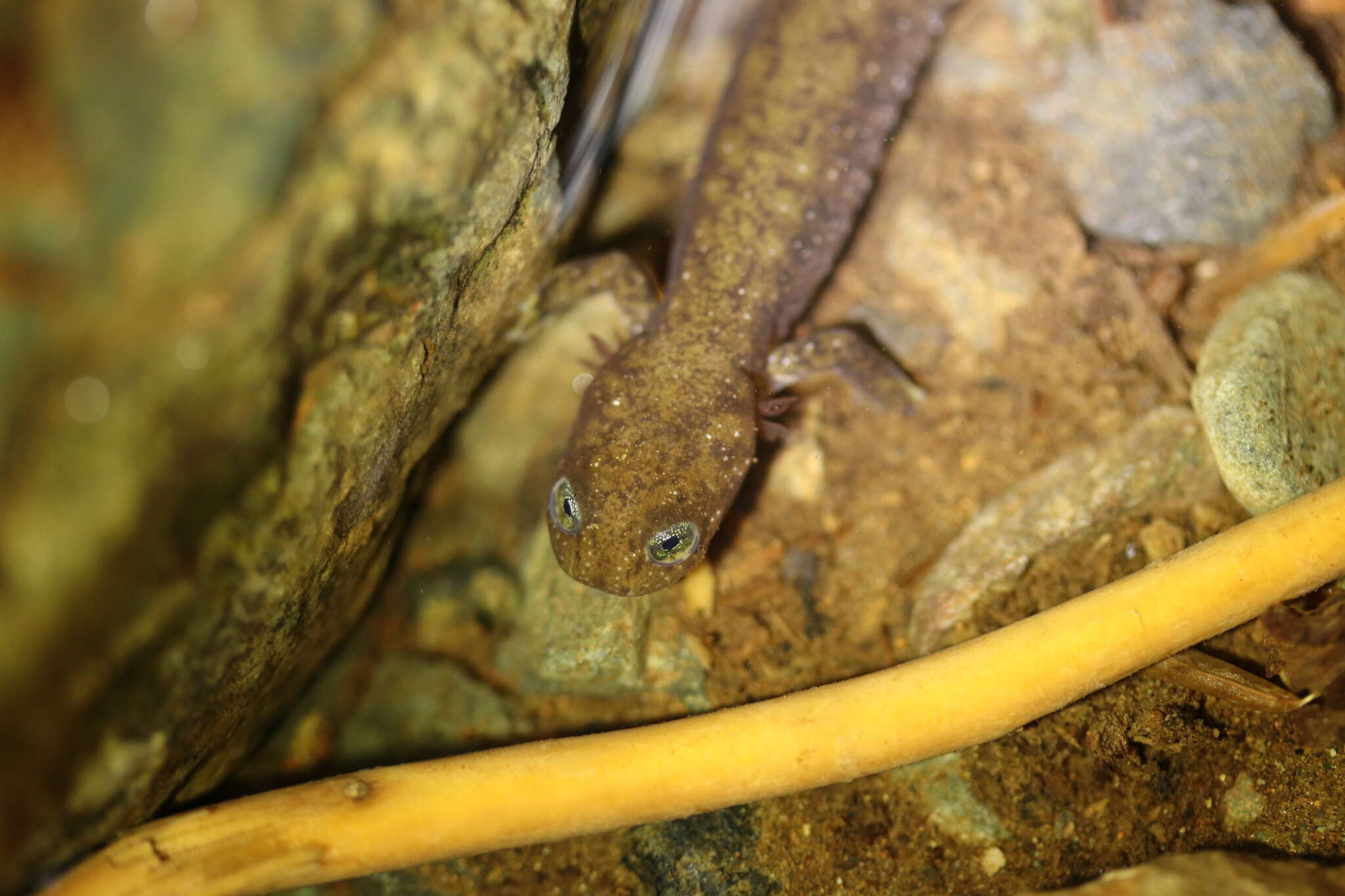 Image of Olympic Torrent Salamander