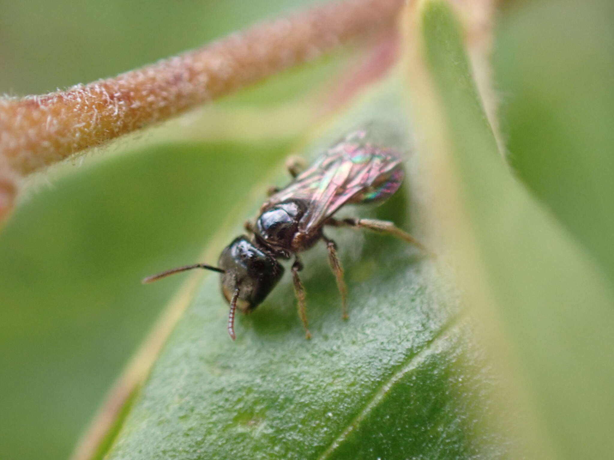 Lasioglossum lionotum (Sandhouse 1923)的圖片