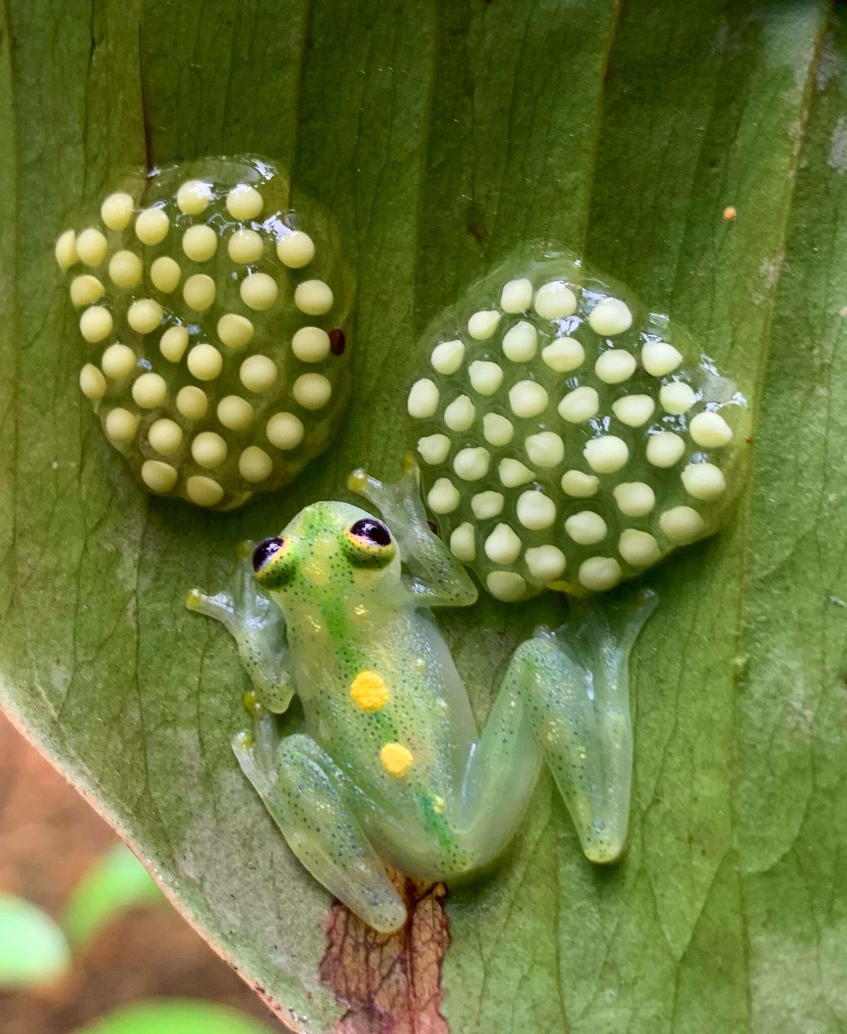 Image of Hyalinobatrachium aureoguttatum (Barrera-Rodriguez & Ruiz-Carranza 1989)