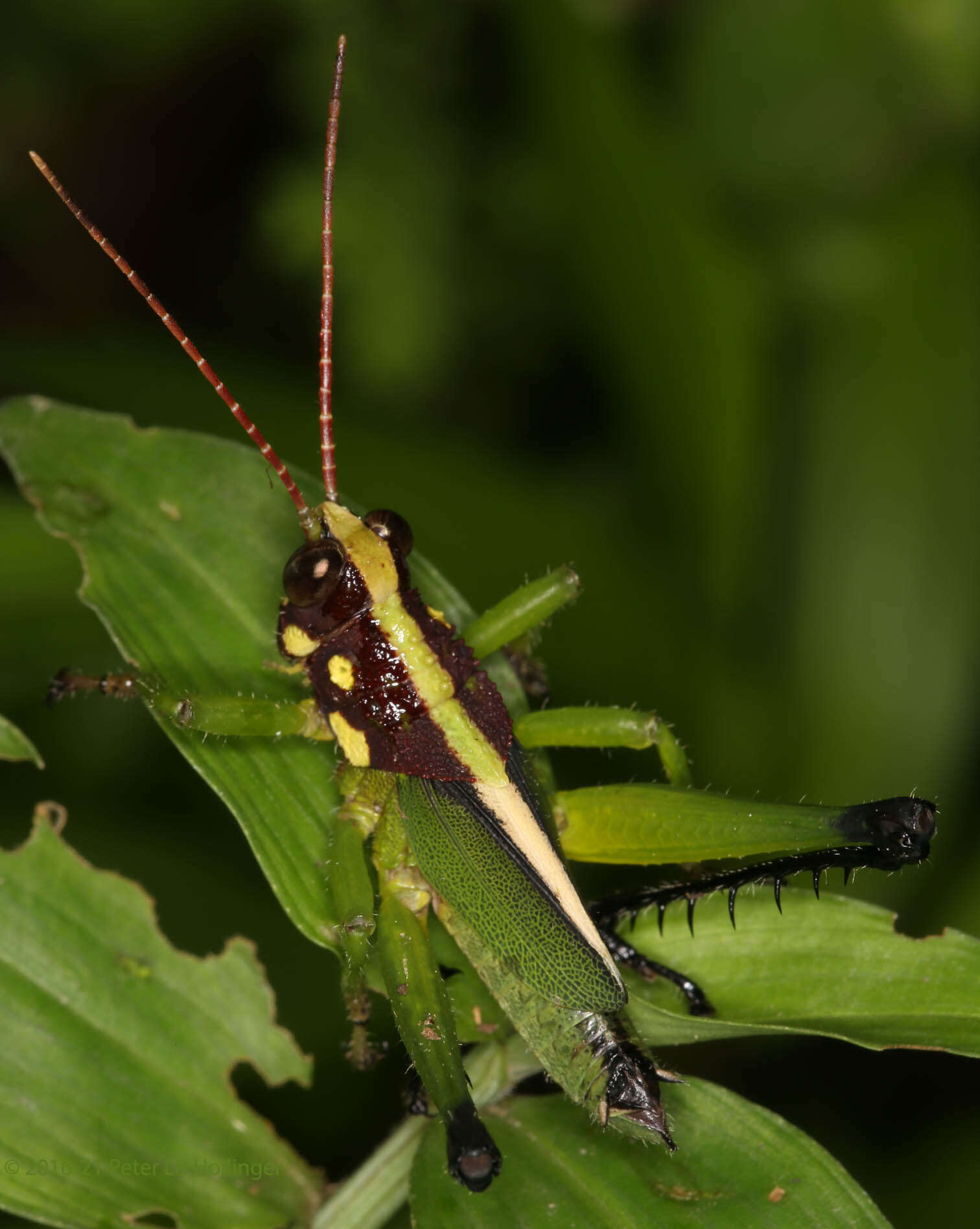 Image of Agriacris aequatoriana (Bolívar & I. 1909)