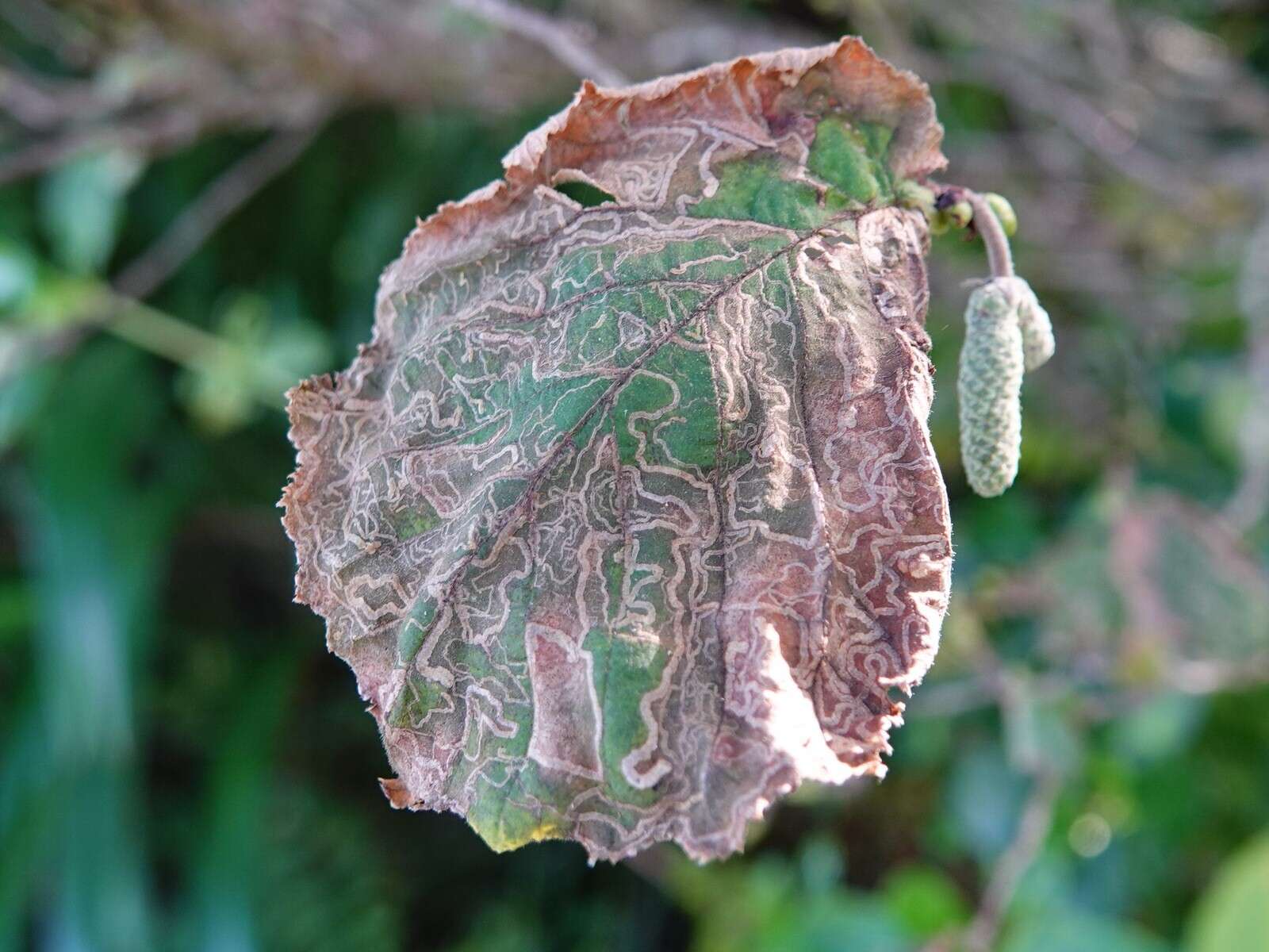 Imagem de Stigmella microtheriella (Stainton 1854) Fletcher et al. 1945