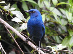 Image of Unicolored Jay