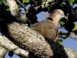 صورة Streptopelia decipiens ambigua (Barboza du Bocage 1881)