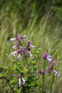 Image de Syncolostemon rotundifolius E. Mey. ex Benth.