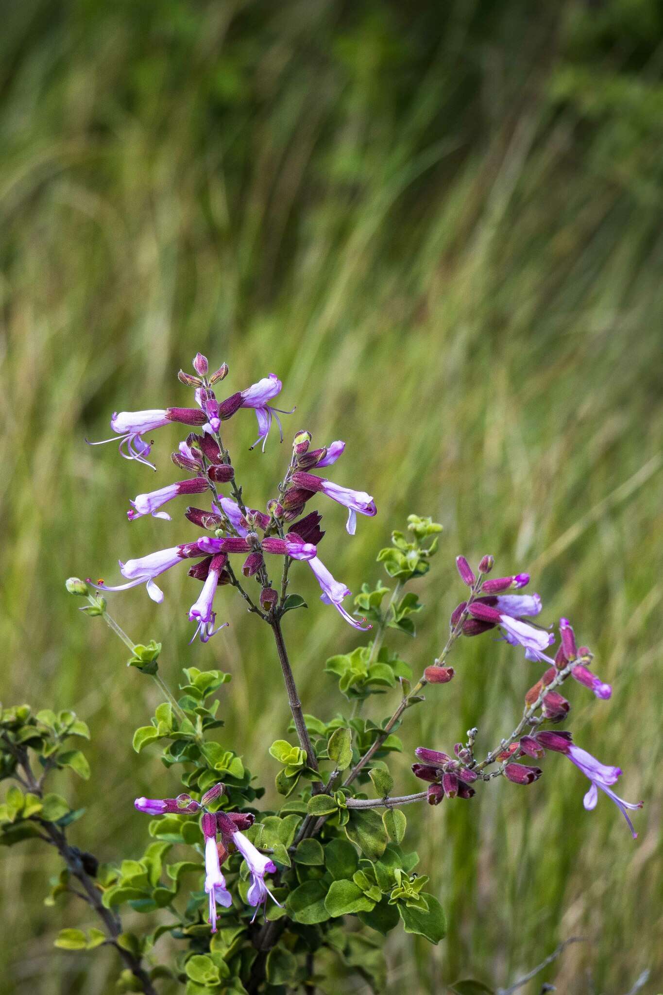 Image de Syncolostemon rotundifolius E. Mey. ex Benth.