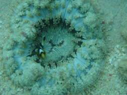 Image of Adhesive sea anemone