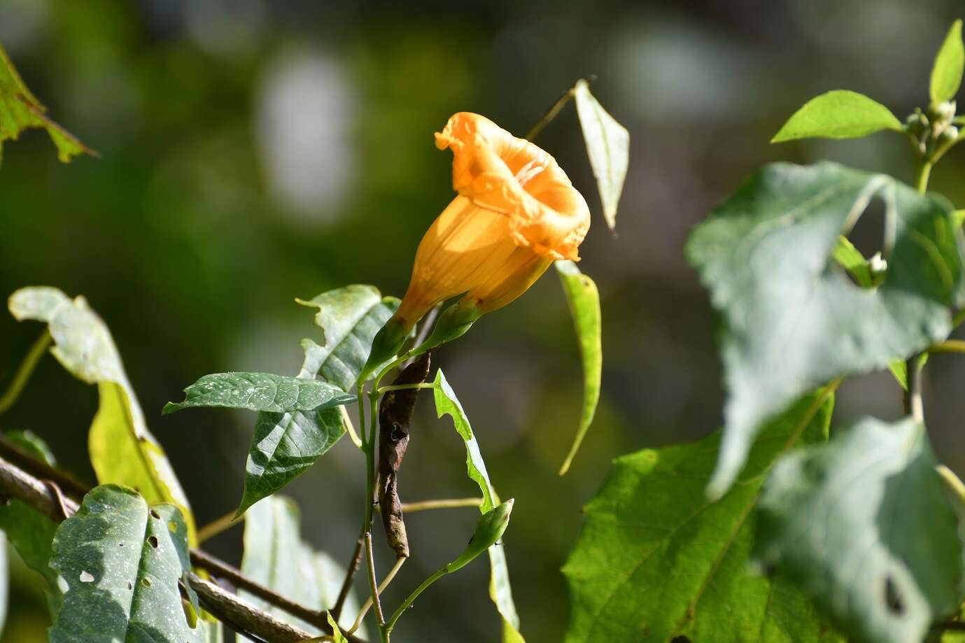 Ipomoea aurantiaca L. O. Williams resmi