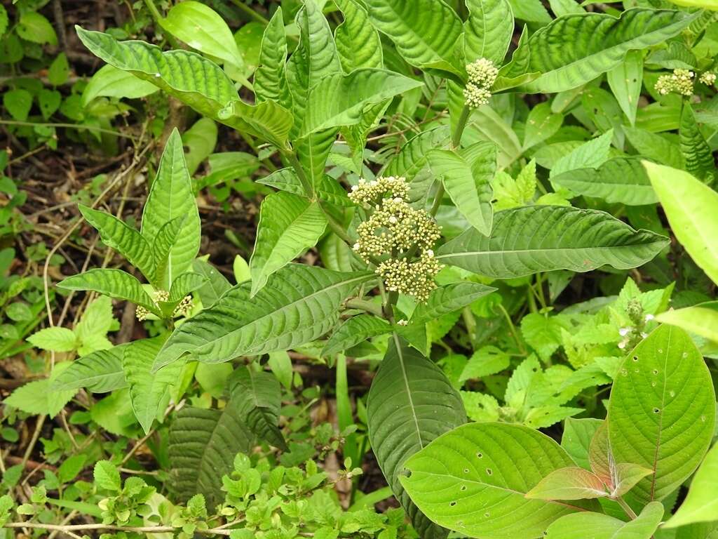 صورة Psychotria tenuifolia Sw.