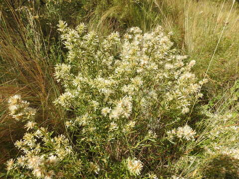 Image of Baccharis linearifolia (Lam.) Pers.