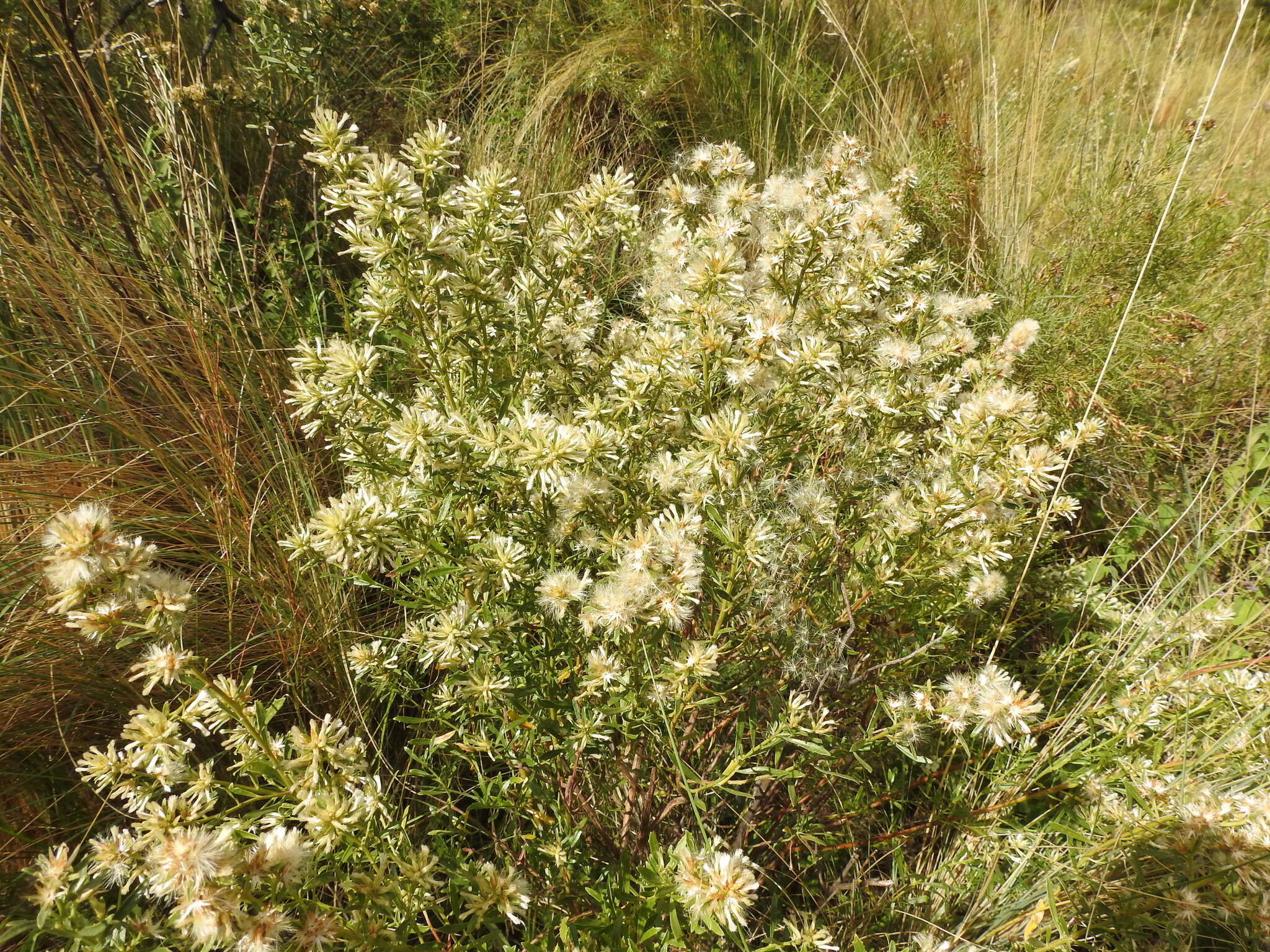 Image of Baccharis linearifolia (Lam.) Pers.