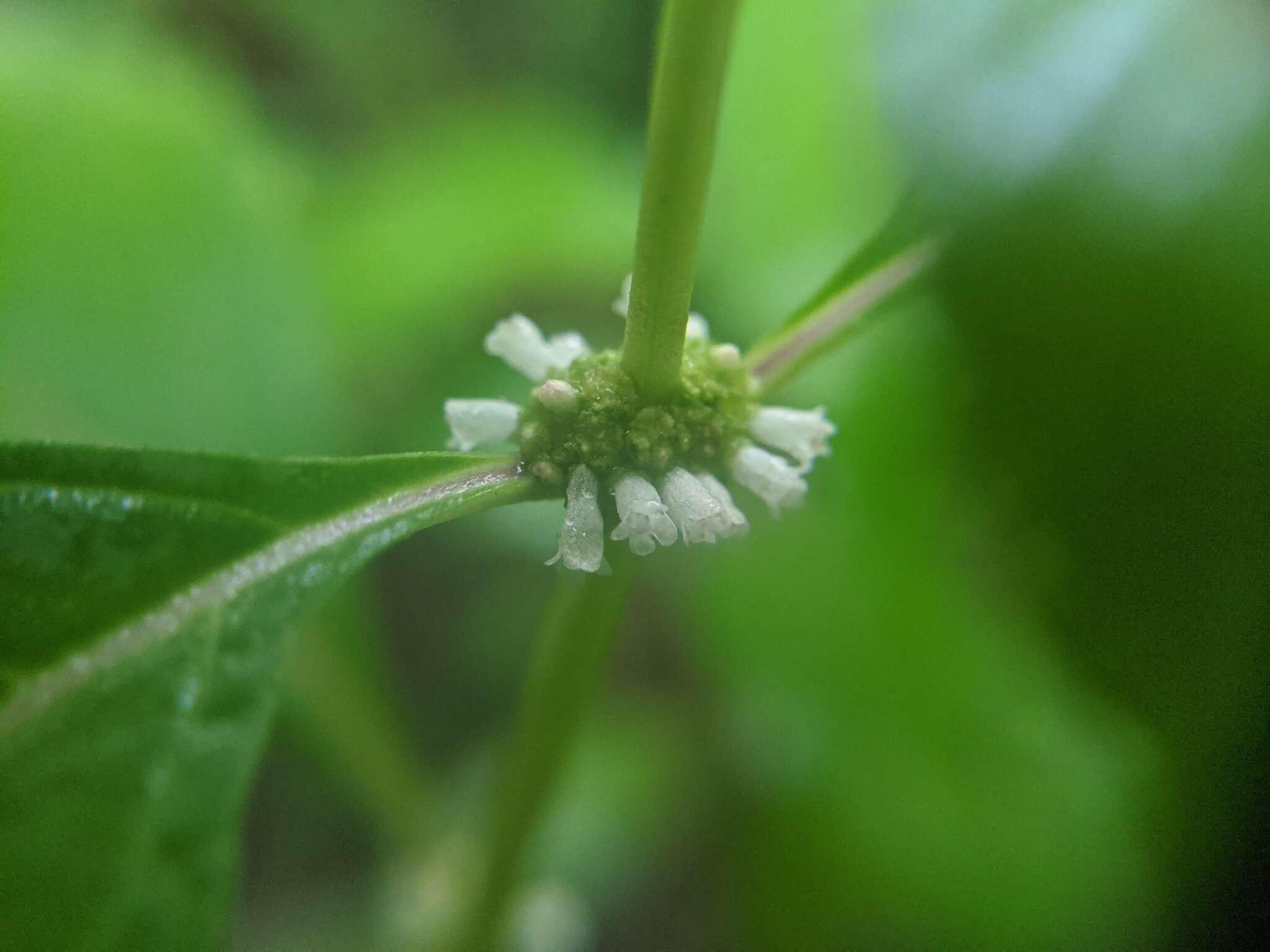 Image of Virginia water horehound