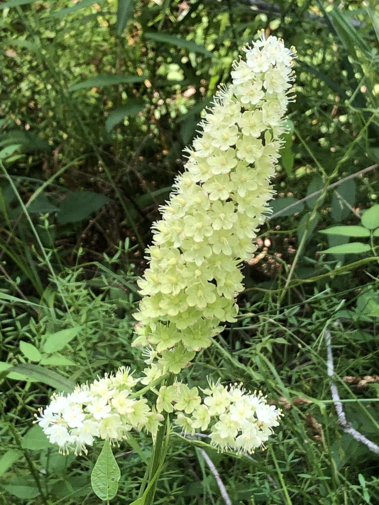 Image of <i>Stenanthium tennesseense</i>