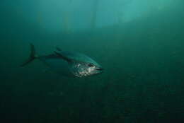 Image of Southern Bluefin Tuna