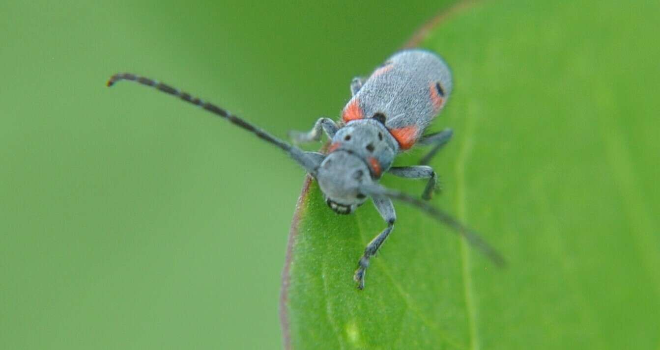 Sivun Tetraopes batesi Chemsak 1963 kuva