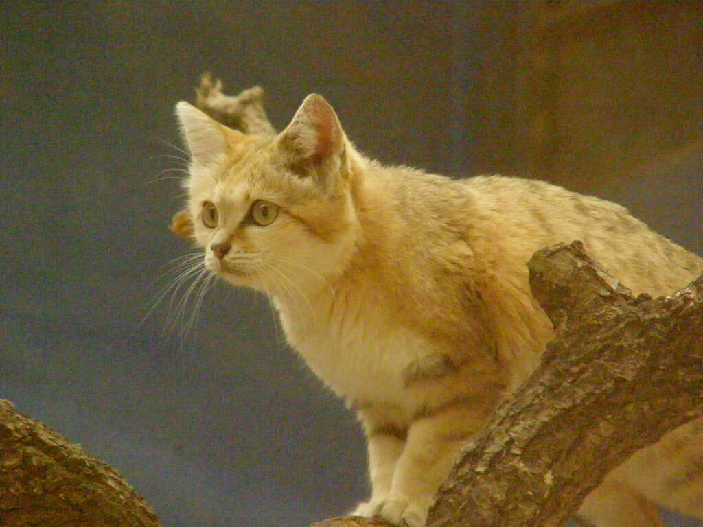 Image de Chat des sables