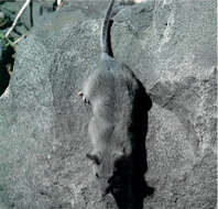 Image of Allegheny Woodrat