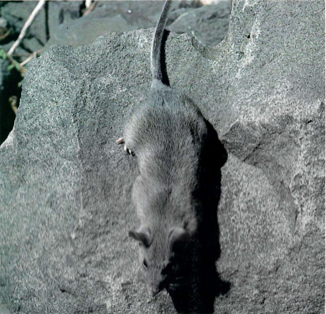 Image of Allegheny Woodrat