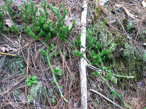 Image of Stag's-horn Clubmoss