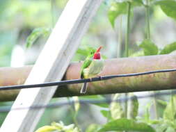 Image of Jamaican Tody