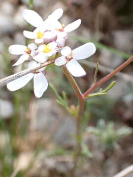 Image of annual candytuft