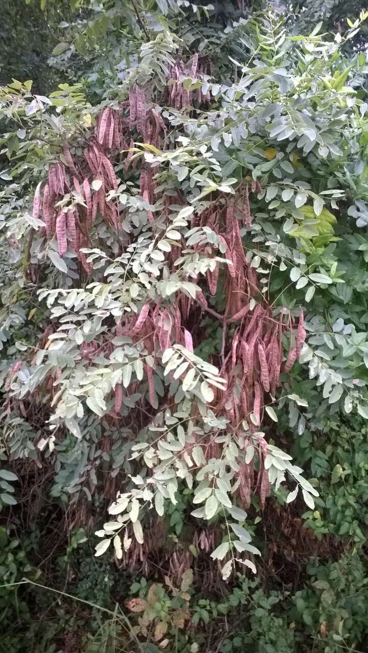 Image of black locust