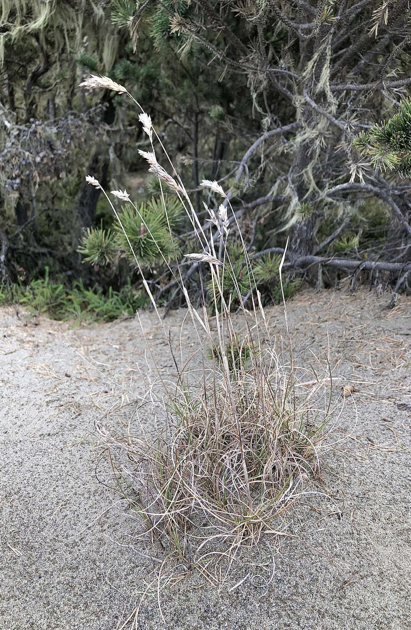 Image de Poa macrantha Vasey