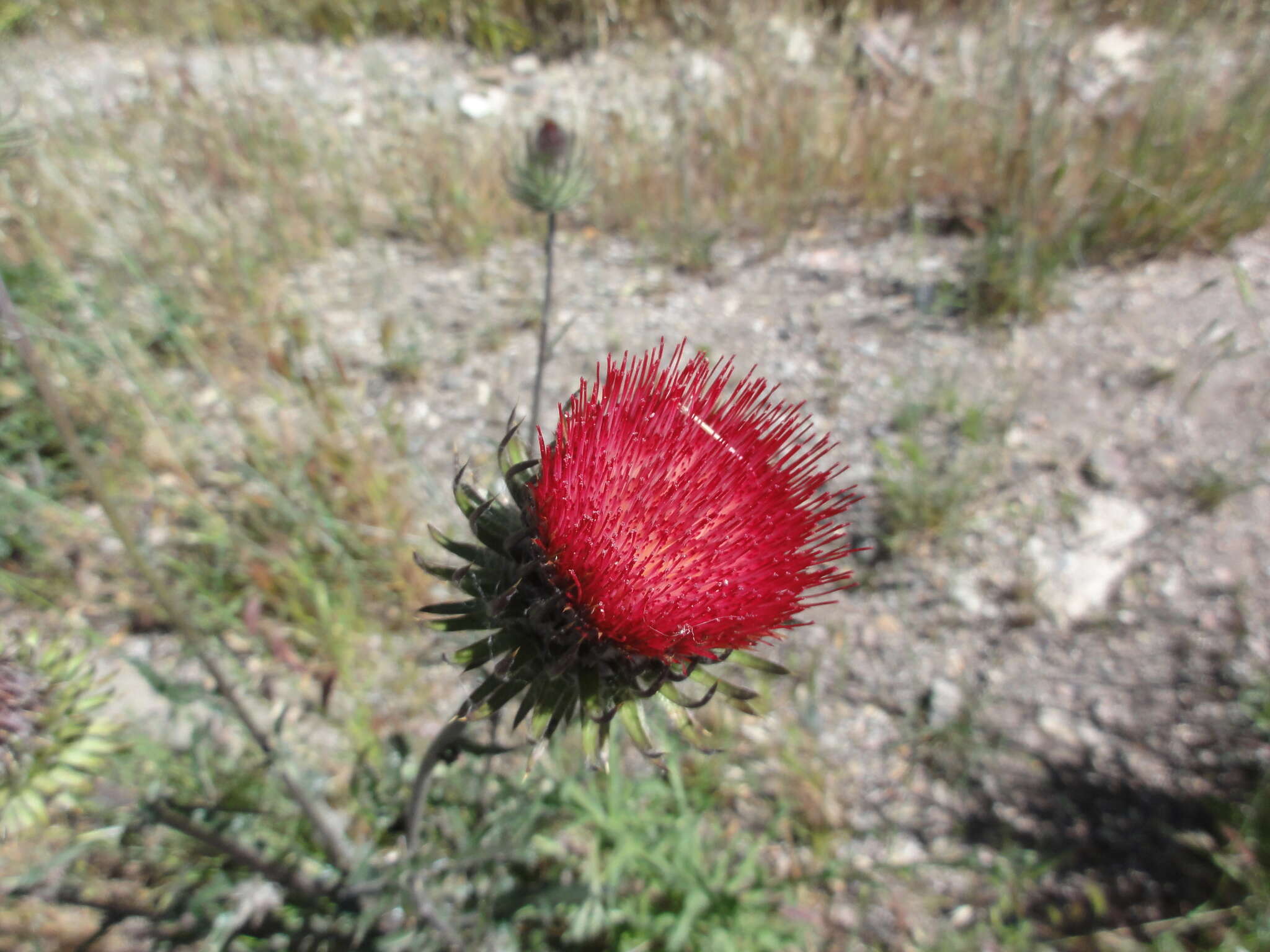 Image of cobwebby thistle